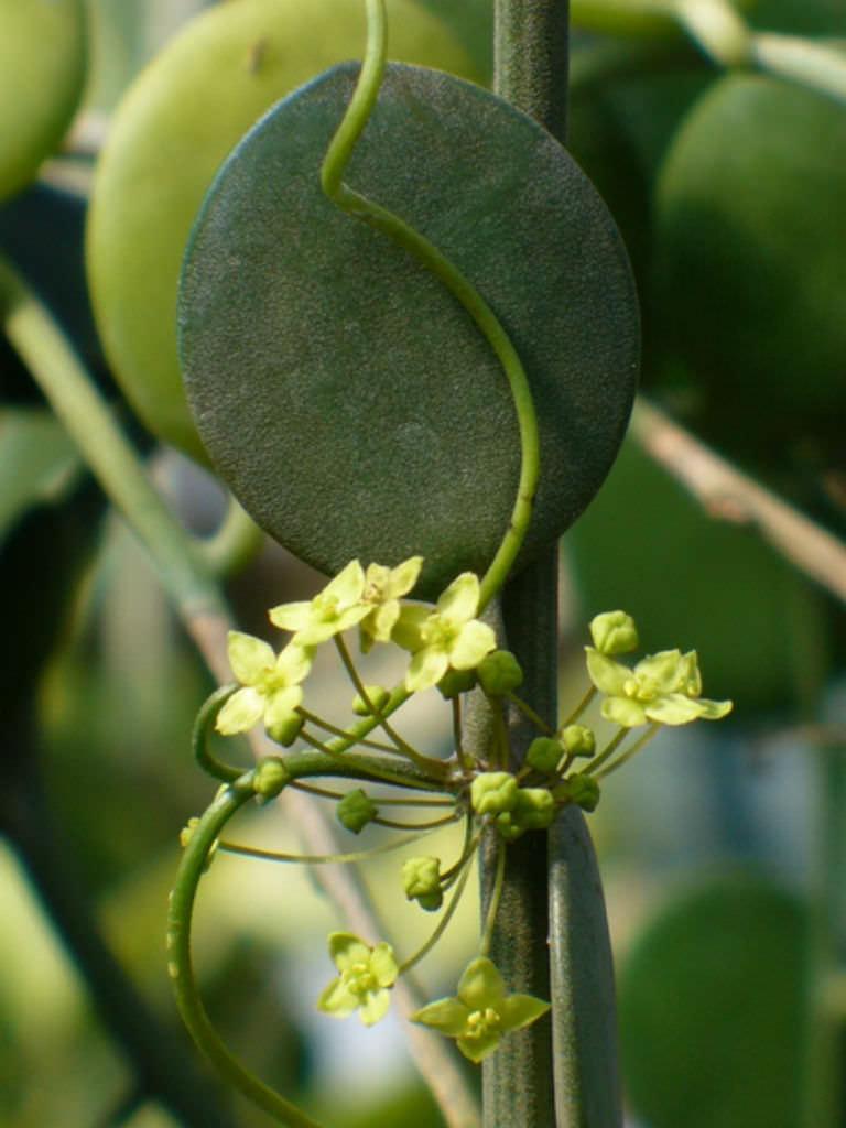 Xerosicyos Danguyi Silver Dollar Vine - View 12 from www redcrocus com
