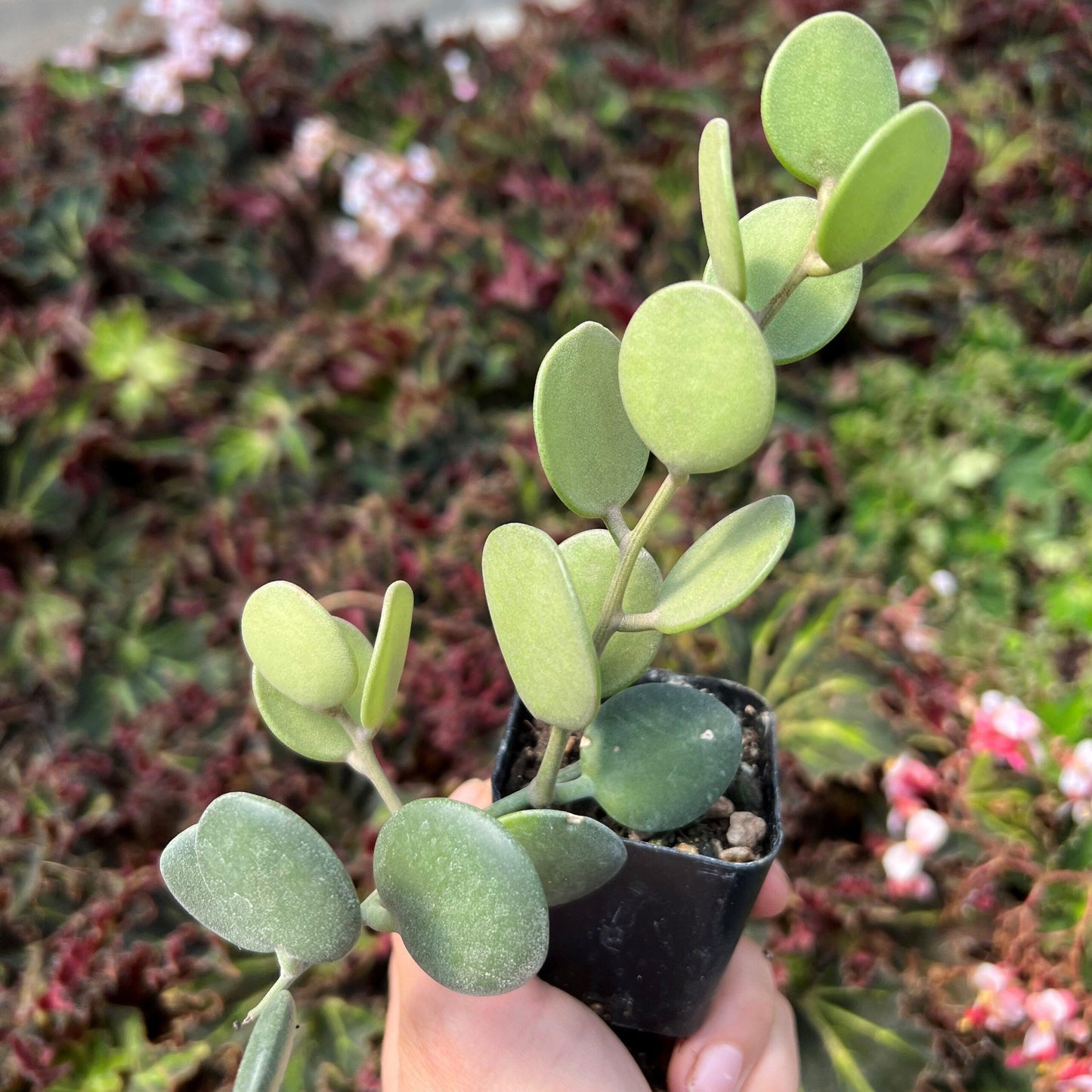 Xerosicyos Danguyi Silver Dollar Vine - View 13 from www redcrocus com