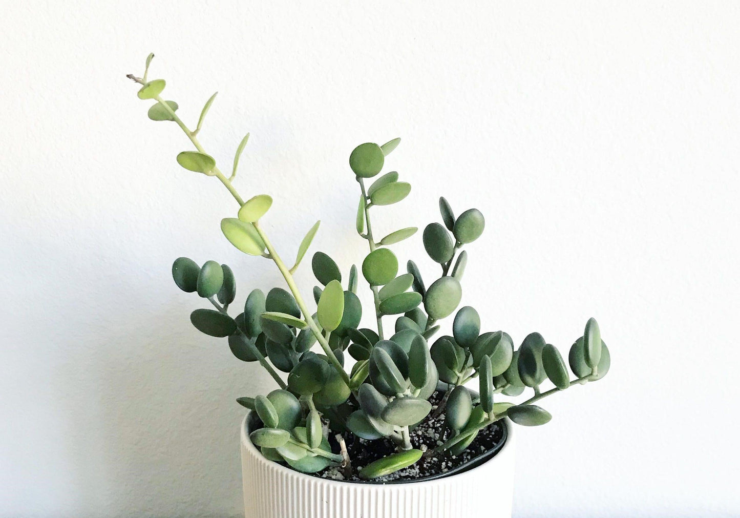 Xerosicyos Danguyi Silver Dollar Vine - View 17 from www redcrocus com