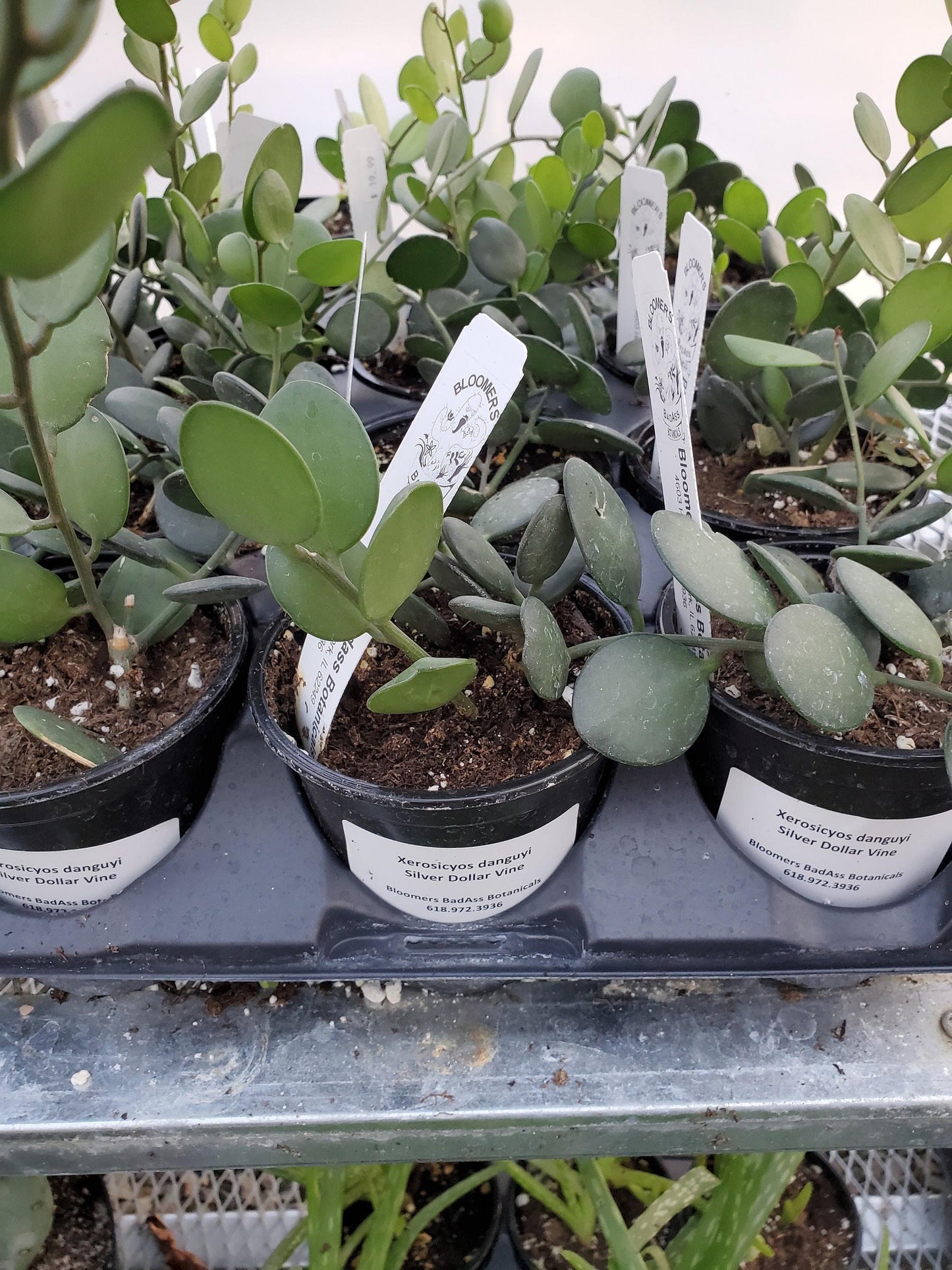 Xerosicyos Danguyi Silver Dollar Vine - View 18 from www redcrocus com
