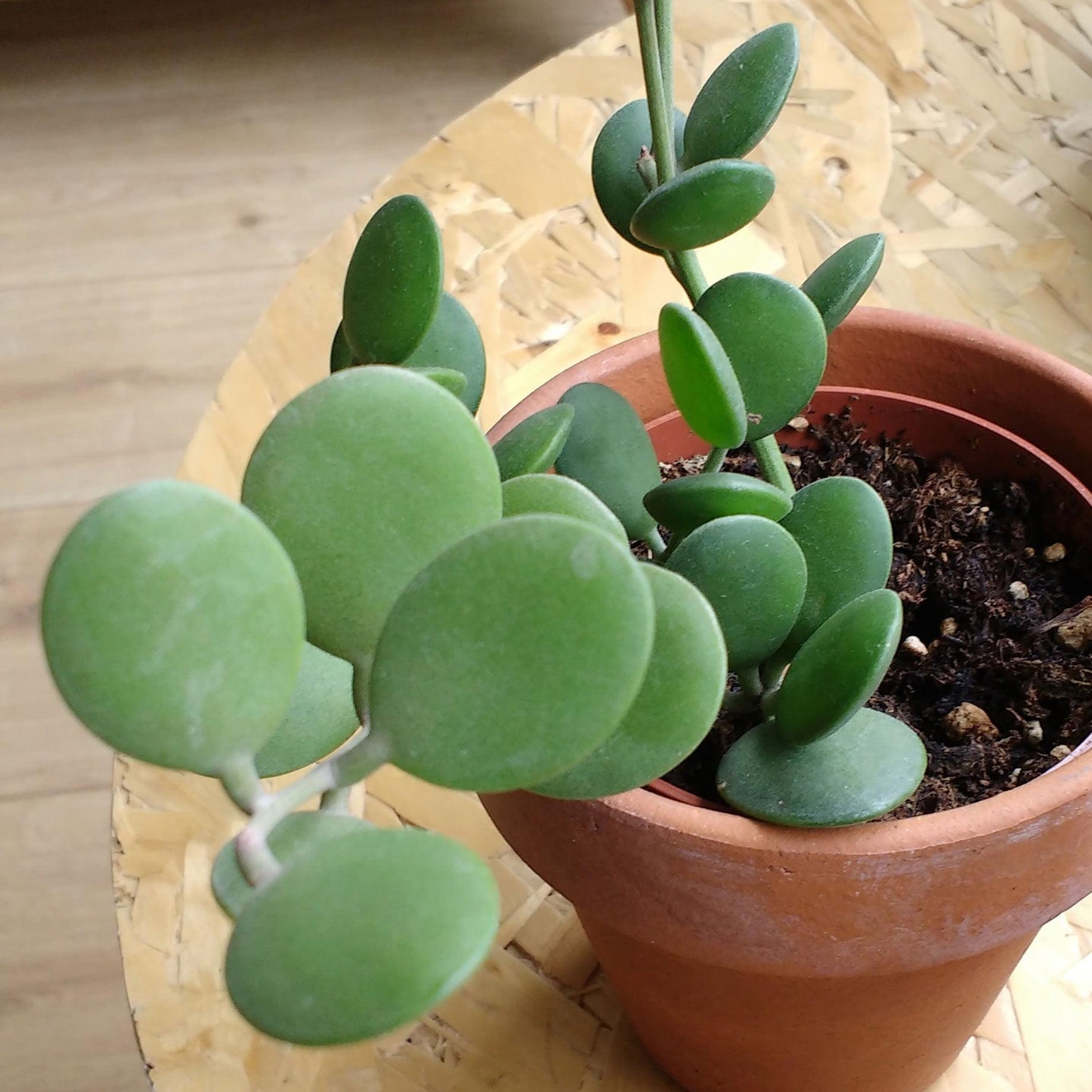 Xerosicyos Danguyi Silver Dollar Vine - View 19 from www redcrocus com