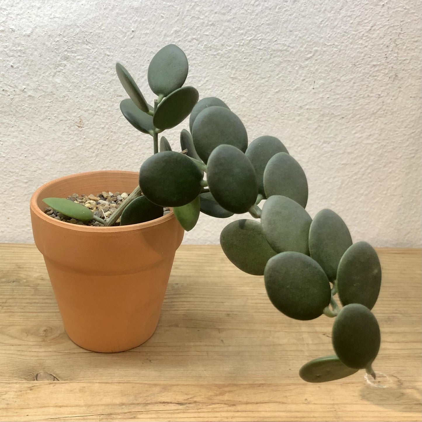 Xerosicyos Danguyi Silver Dollar Vine - View 6 from www redcrocus com