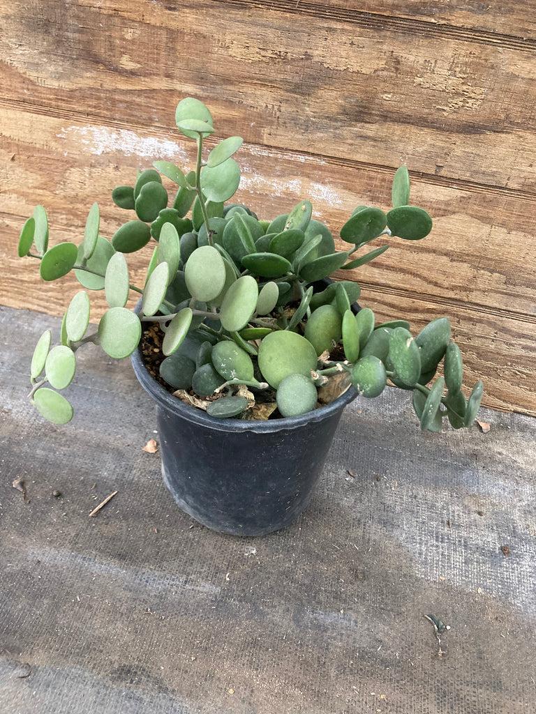 Xerosicyos Danguyi Silver Dollar Vine - View 8 from www redcrocus com