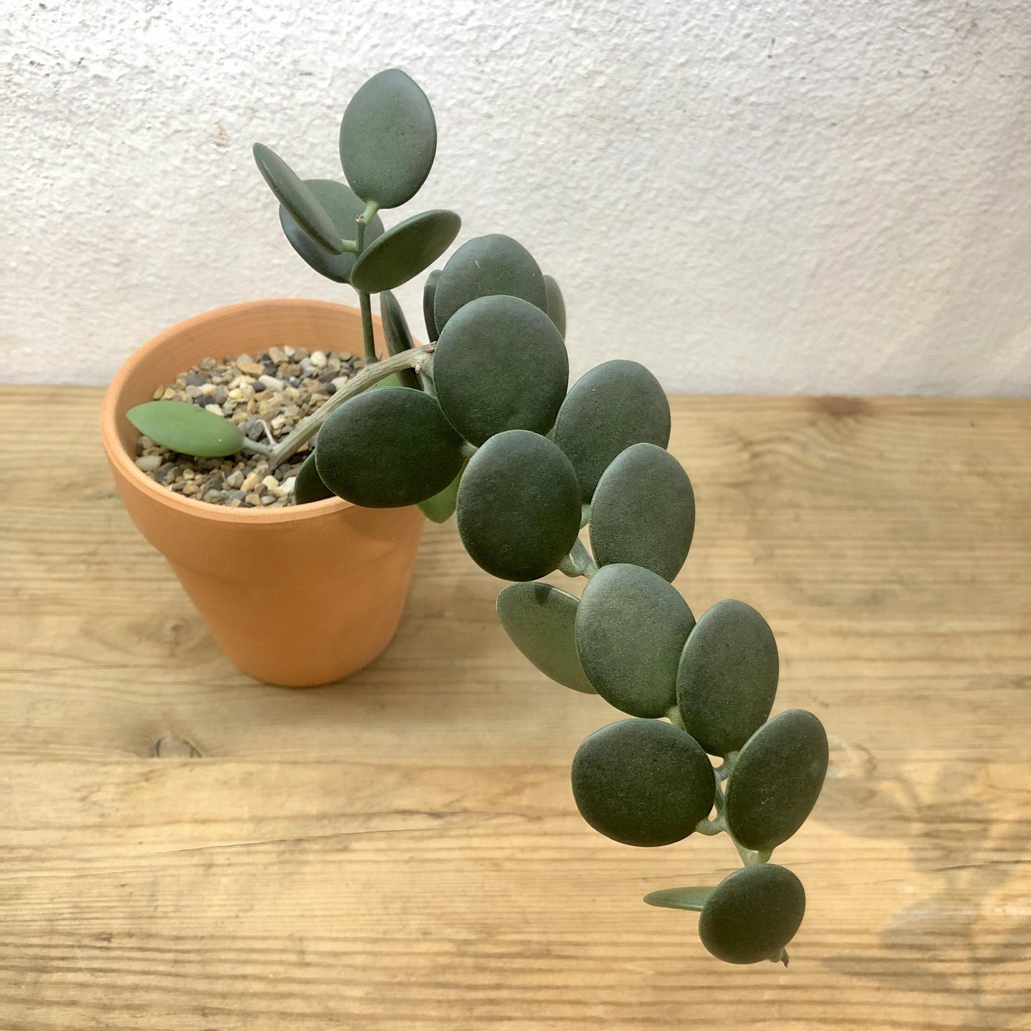 Xerosicyos Danguyi Silver Dollar Vine - View 9 from www redcrocus com