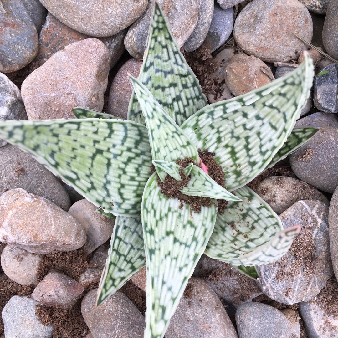 Aloe Delta Lights - View 4 from www redcrocus com