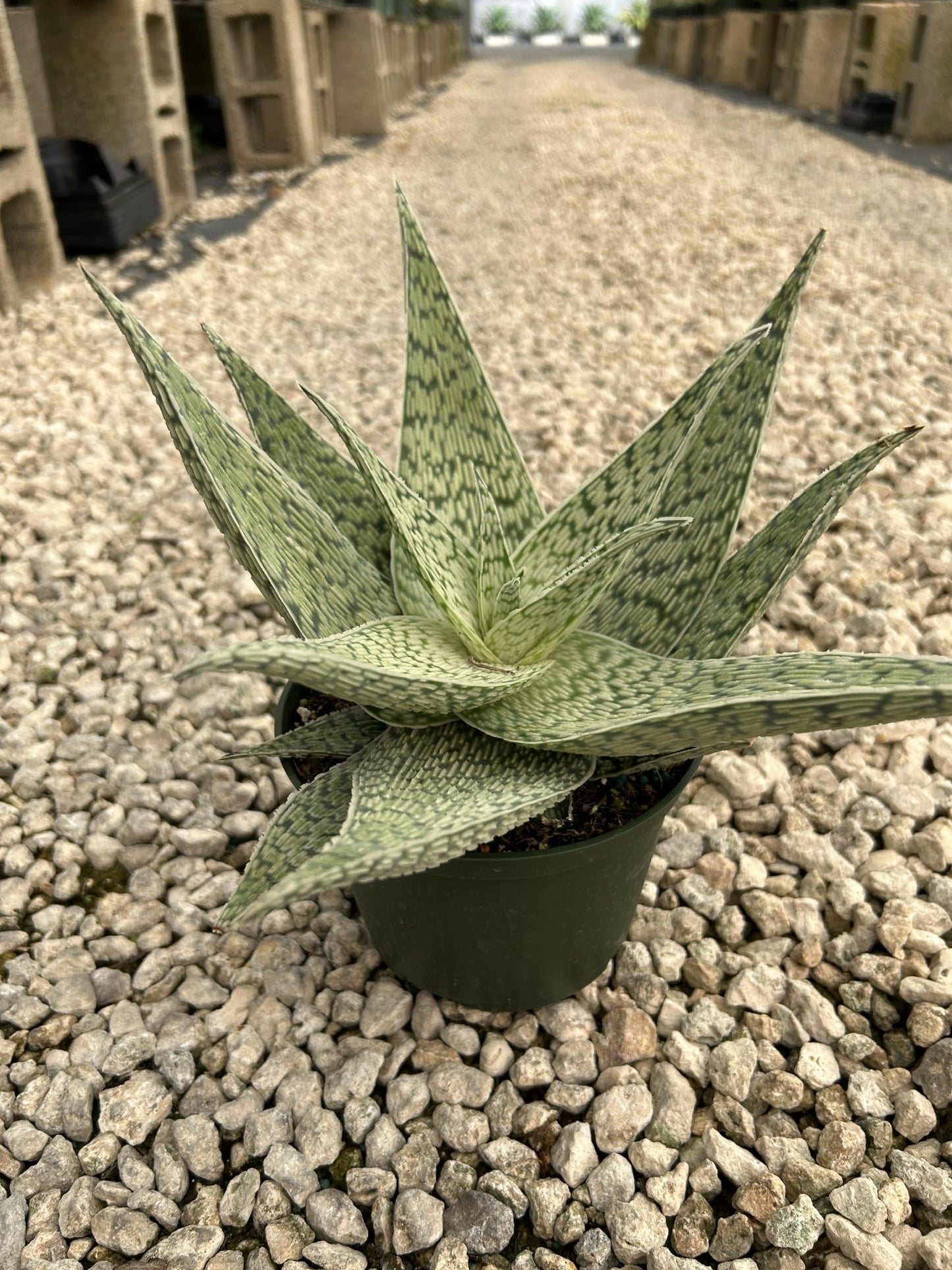 Aloe Delta Lights - View 8 from www redcrocus com