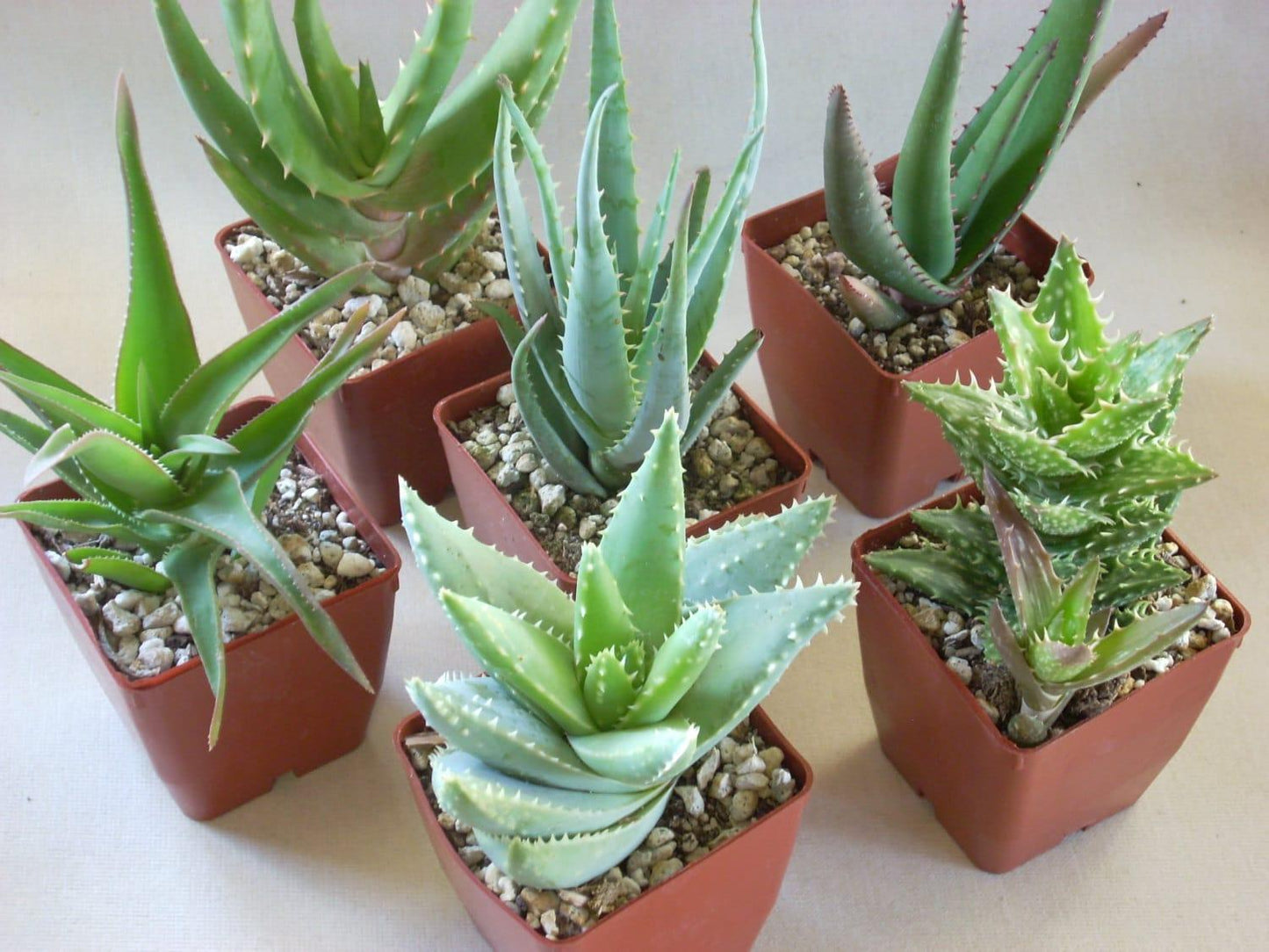 Aloe Assorted - View 11 from www redcrocus com