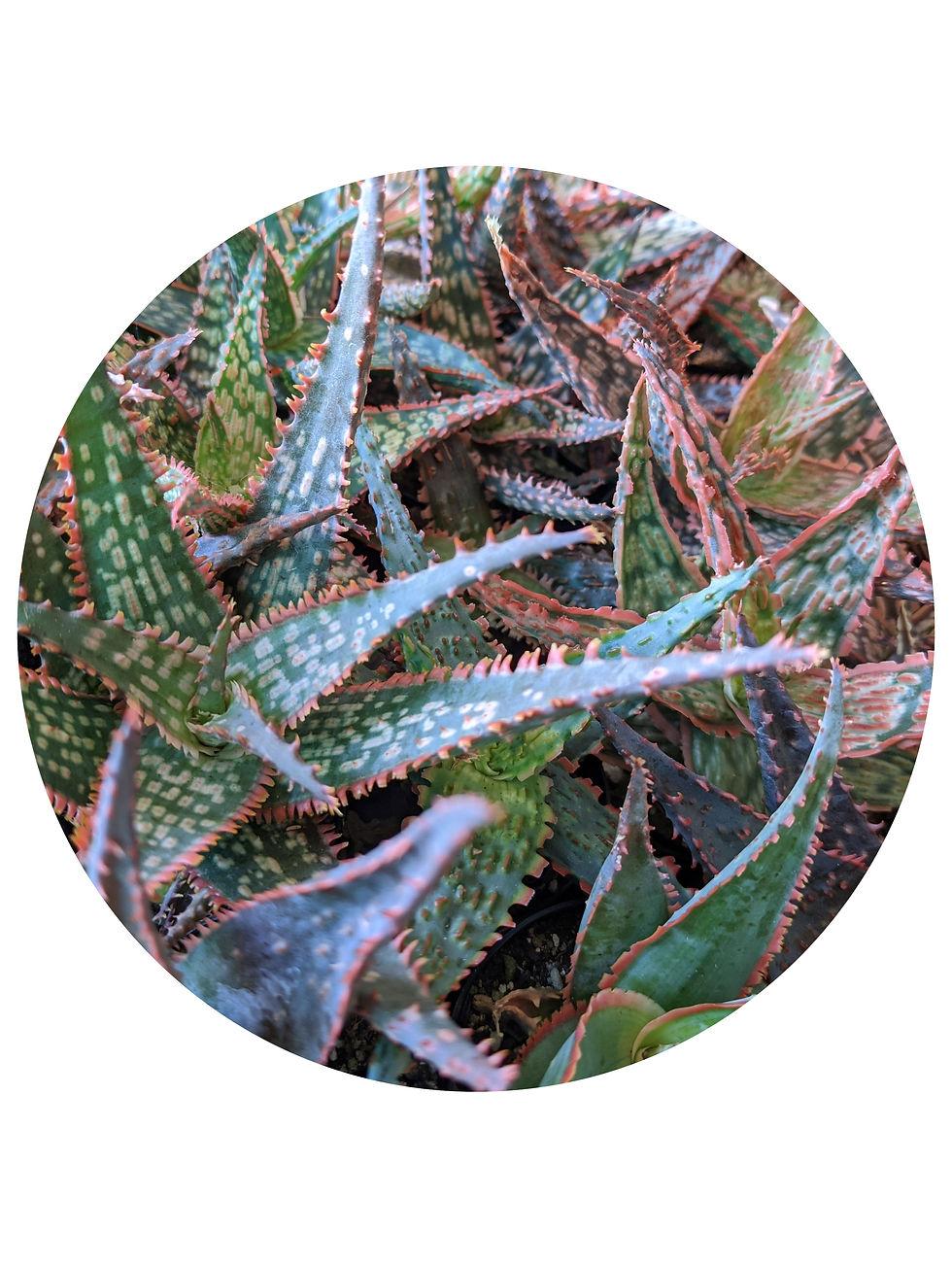 Aloe Assorted - View 15 from www redcrocus com