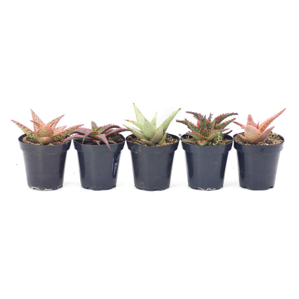 Aloe Assorted - View 16 from www redcrocus com