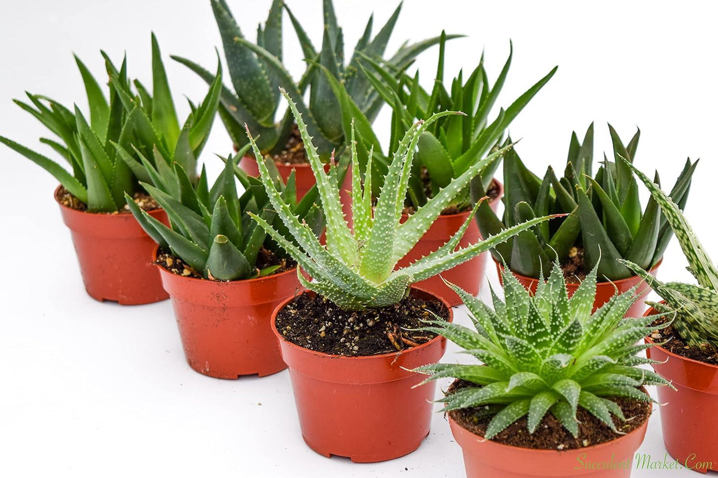 Aloe Assorted - View 2 from www redcrocus com
