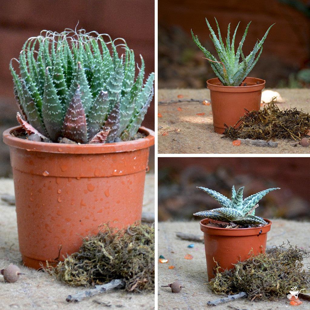 Aloe Assorted - View 4 from www redcrocus com