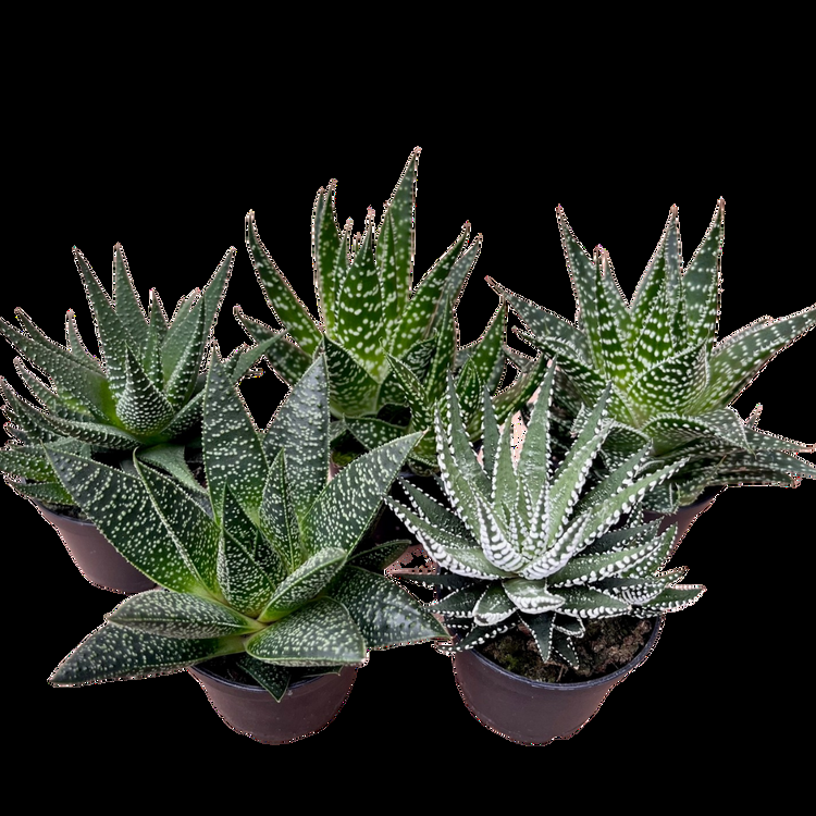Aloe Assorted - View 7 from www redcrocus com