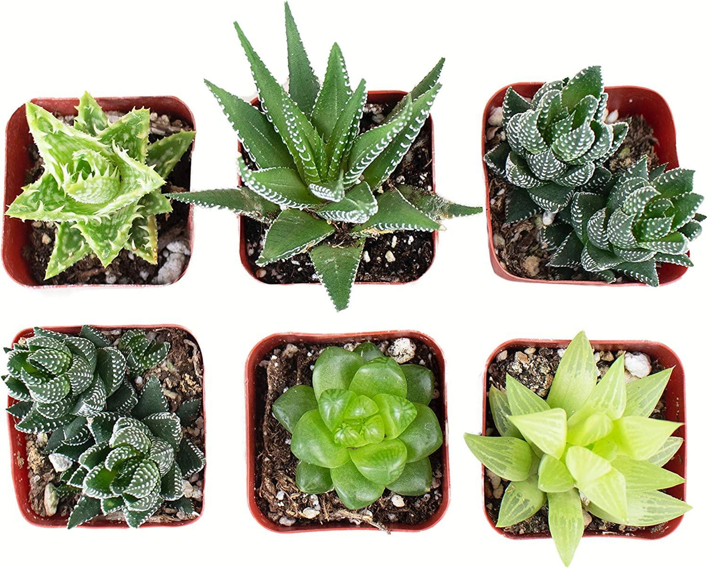 Aloe Assorted - View 9 from www redcrocus com