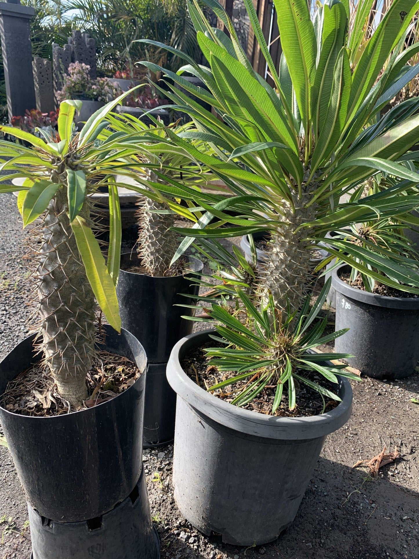 Pachypodium - View 11 from www redcrocus com