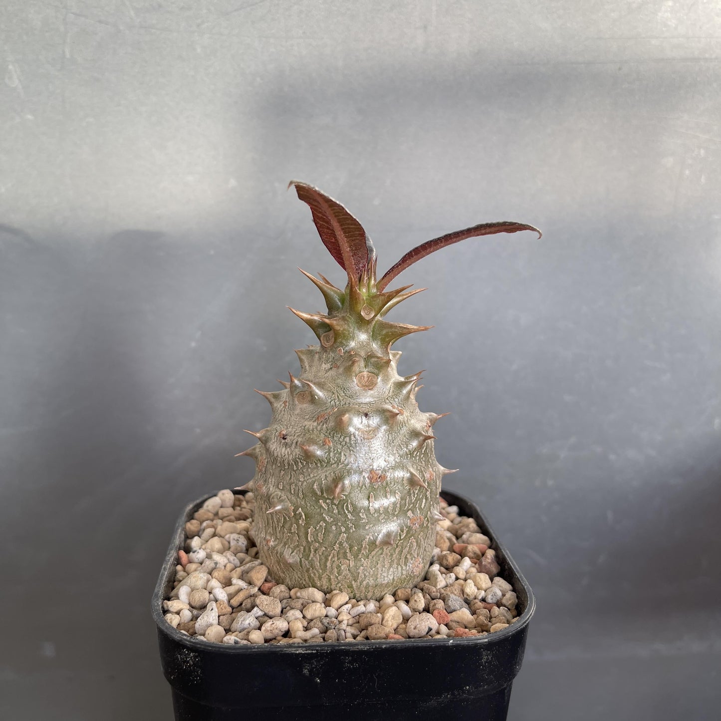 Pachypodium - View 12 from www redcrocus com