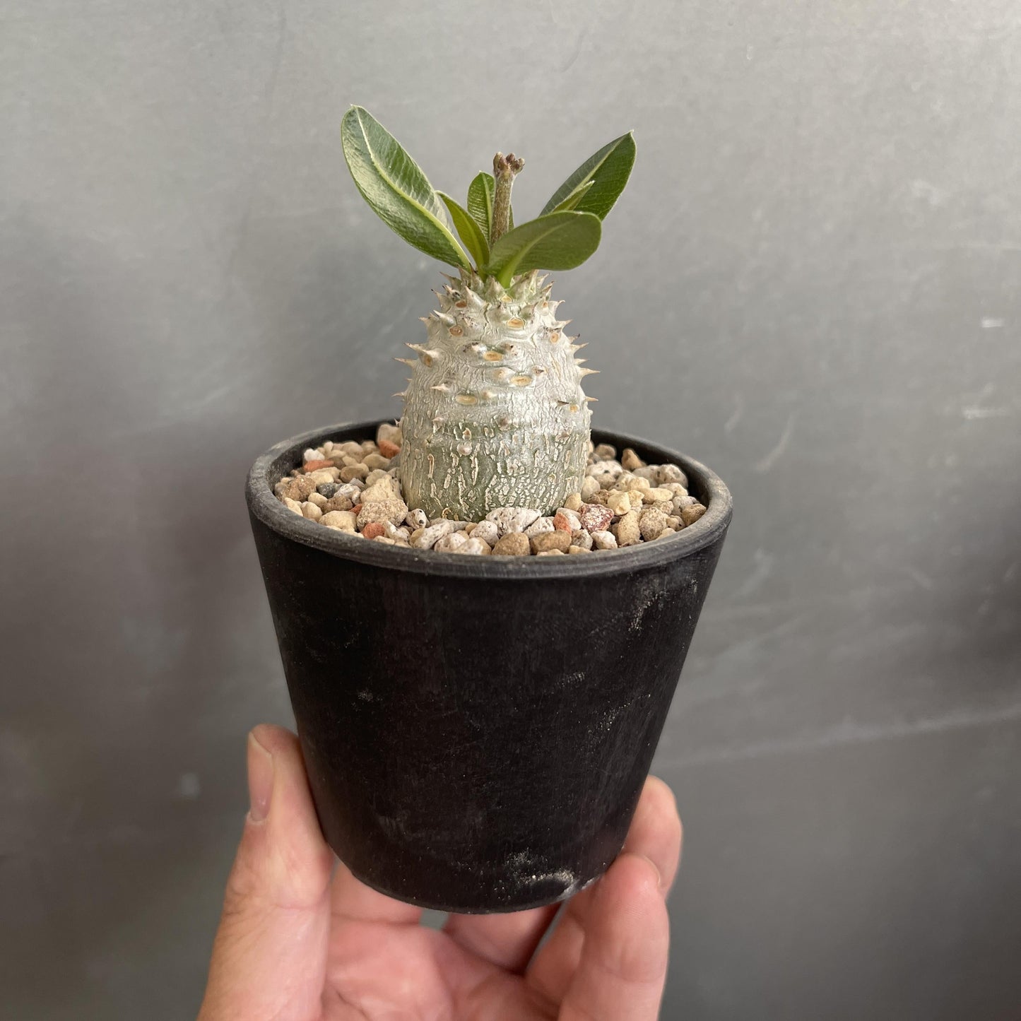 Pachypodium - View 13 from www redcrocus com