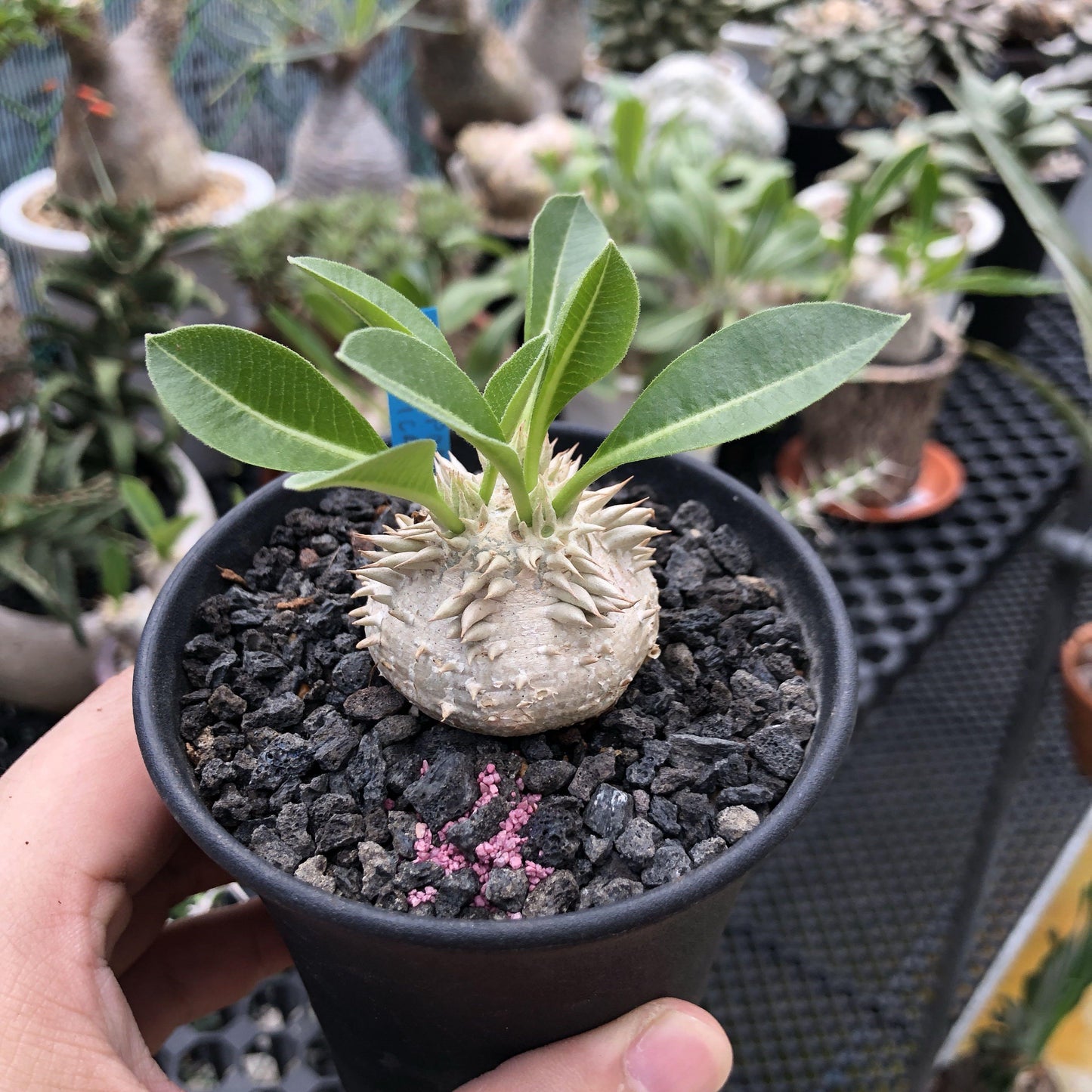 Pachypodium - View 14 from www redcrocus com