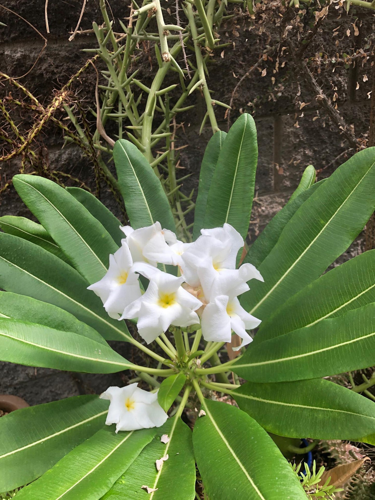 Pachypodium - View 15 from www redcrocus com