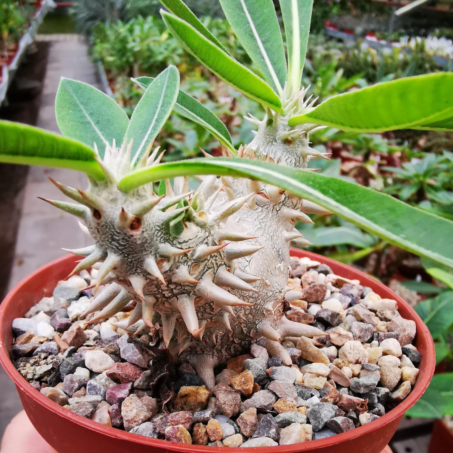 Pachypodium - View 16 from www redcrocus com