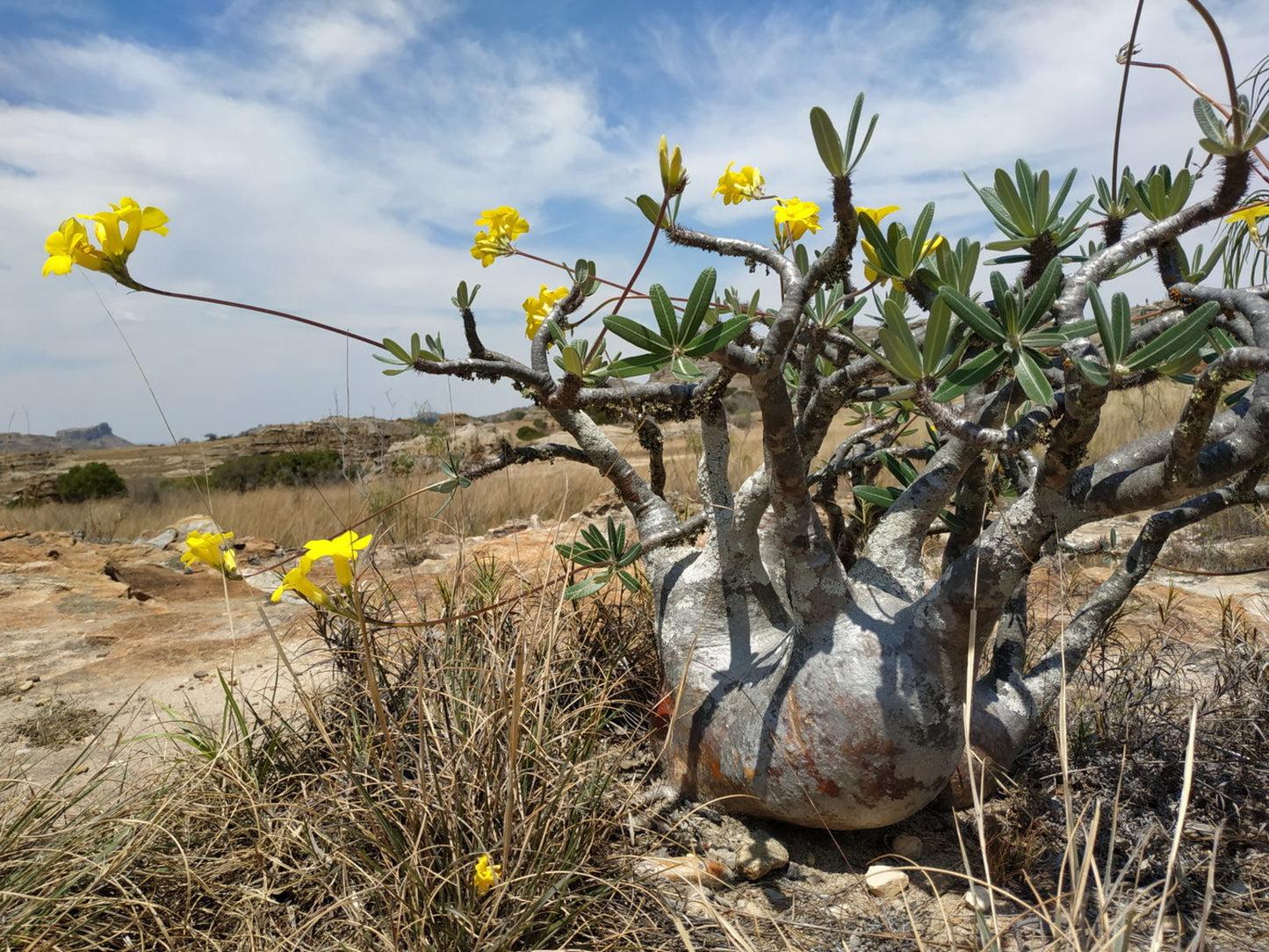 Pachypodium - View 17 from www redcrocus com