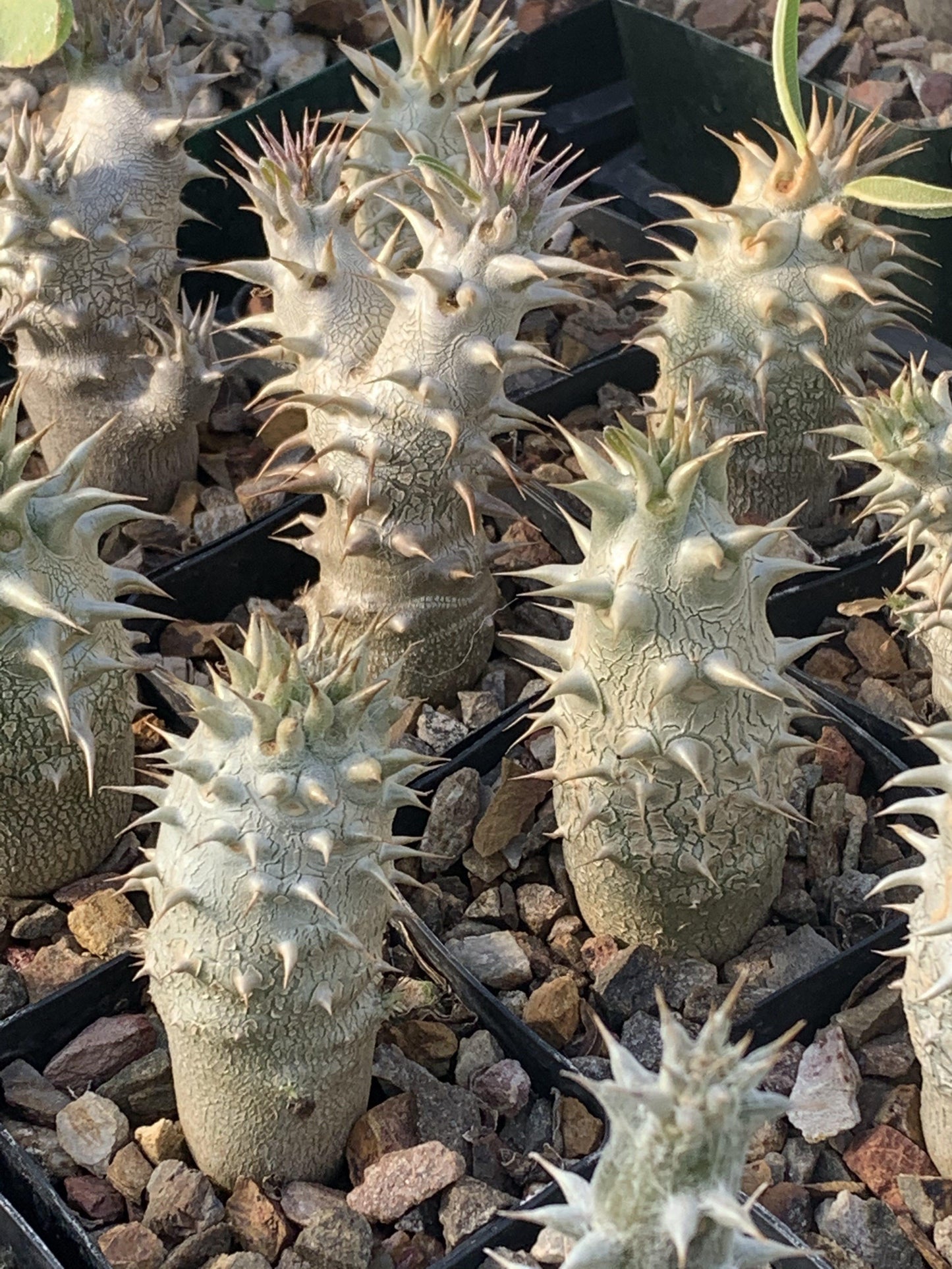 Pachypodium - View 18 from www redcrocus com
