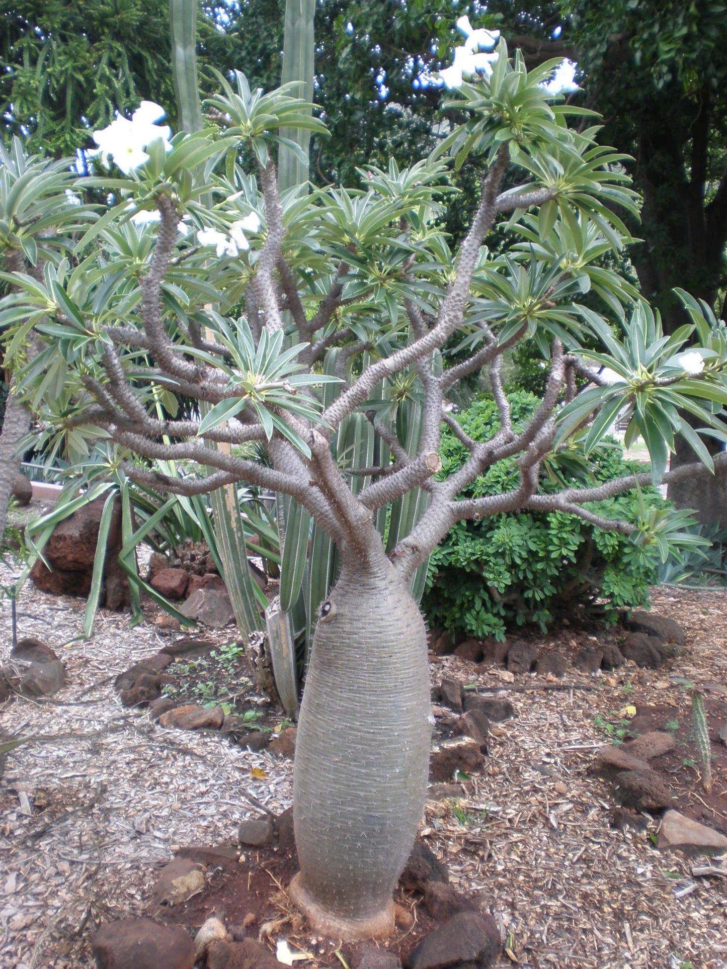 Pachypodium - View 1 from www redcrocus com