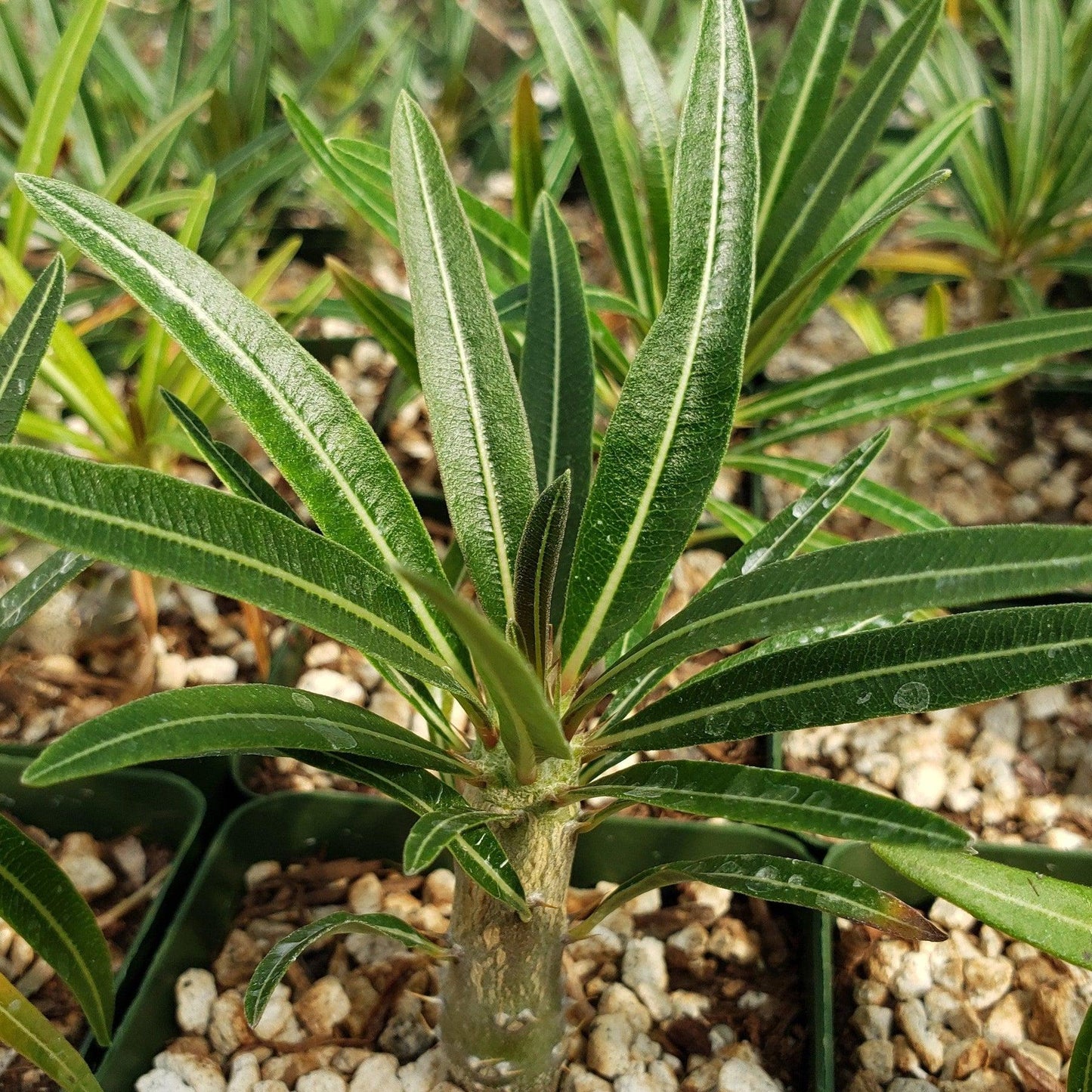 Pachypodium - View 20 from www redcrocus com