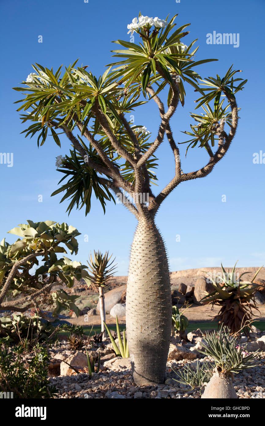 Pachypodium - View 2 from www redcrocus com