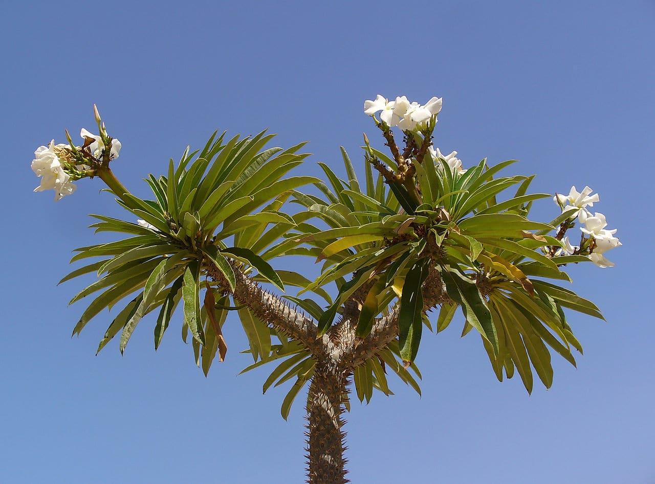 Pachypodium - View 3 from www redcrocus com