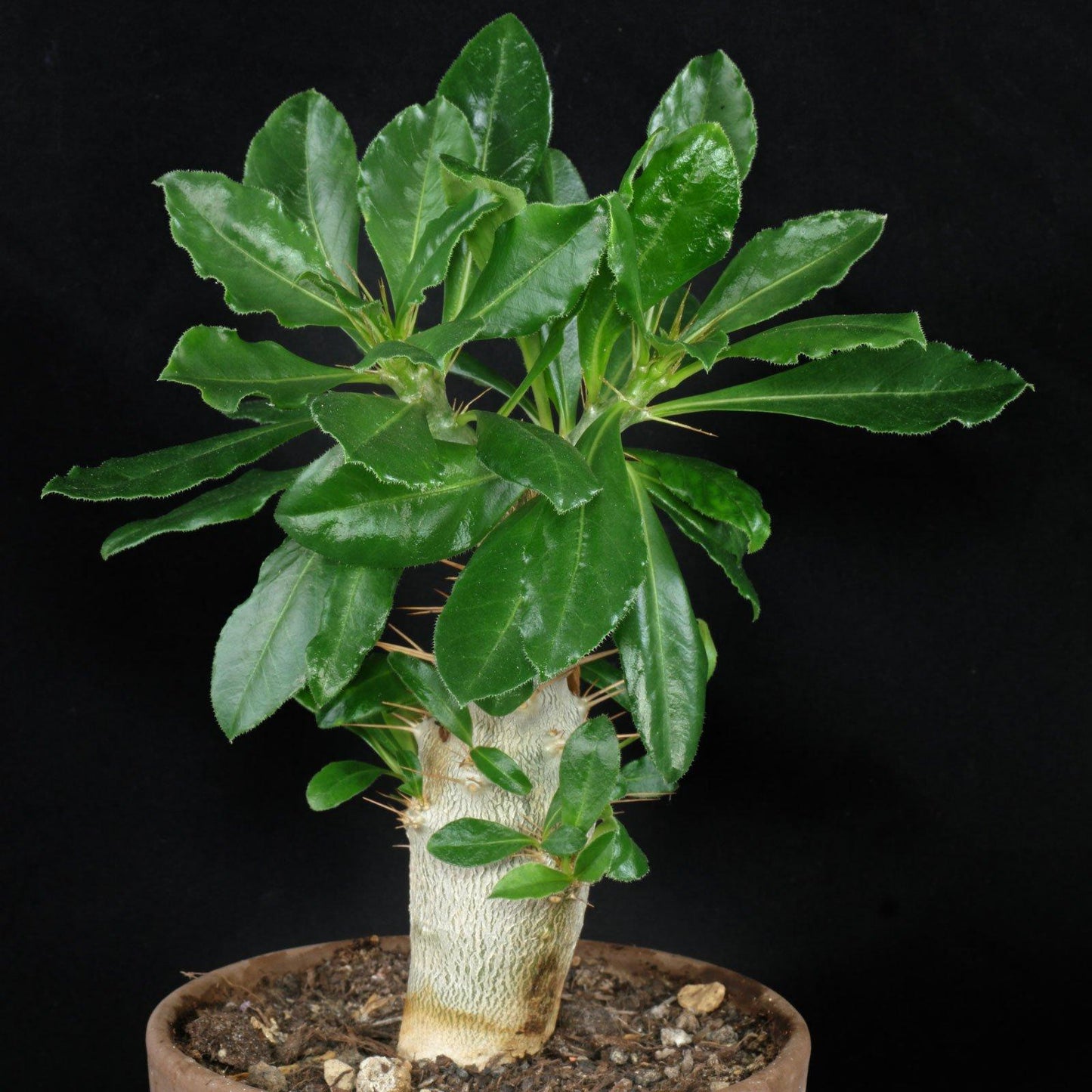 Pachypodium - View 4 from www redcrocus com