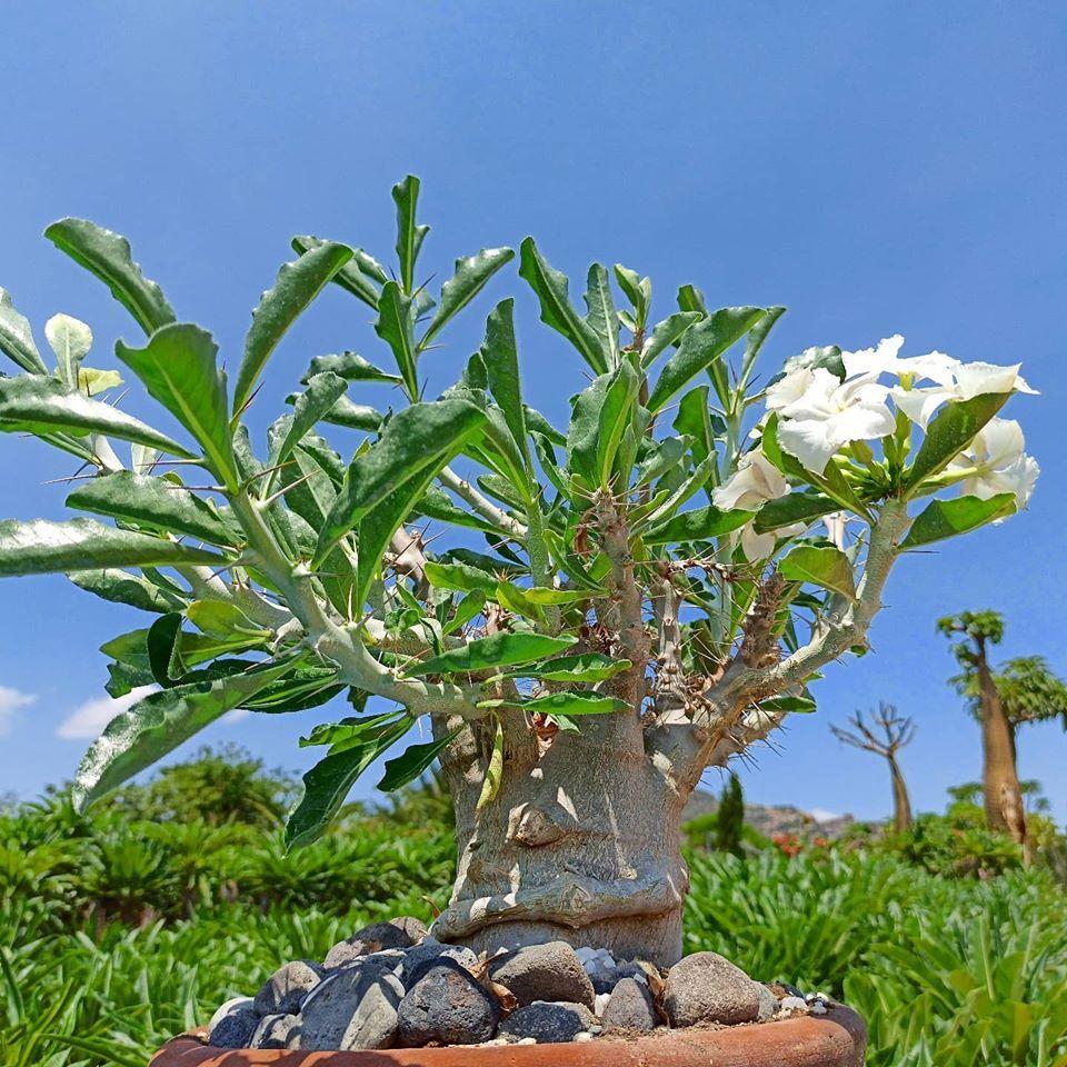 Pachypodium - View 5 from www redcrocus com