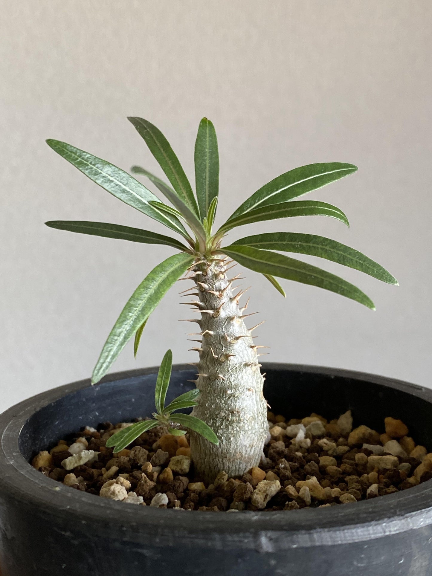 Pachypodium - View 6 from www redcrocus com