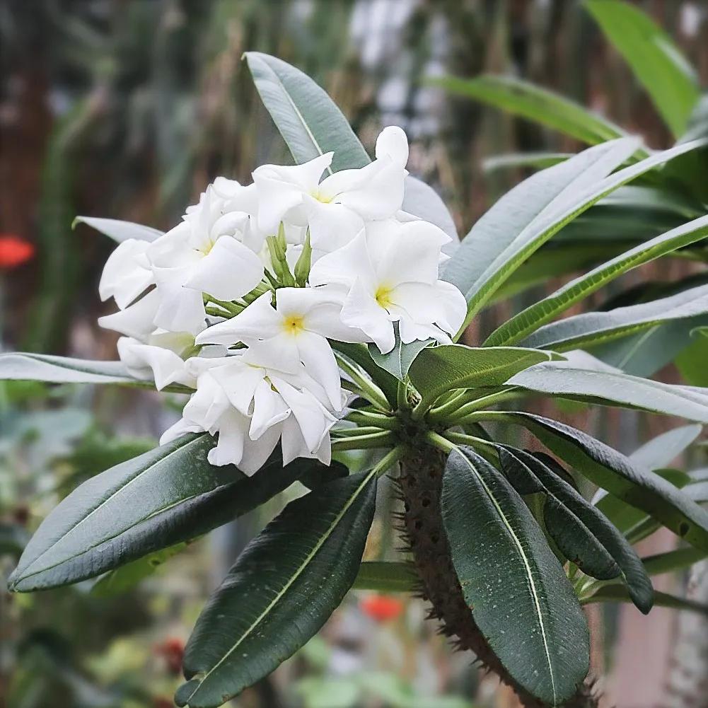 Pachypodium - View 7 from www redcrocus com
