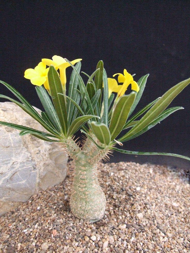 Pachypodium - View 8 from www redcrocus com