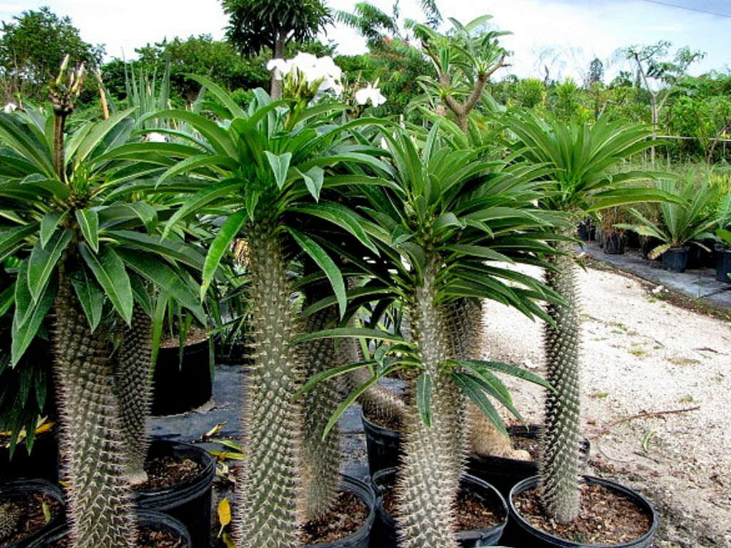 Pachypodium - View 9 from www redcrocus com