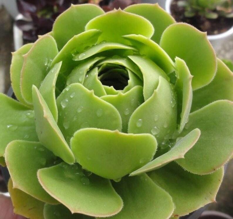 Aeonium Assorted - View 10 from www redcrocus com