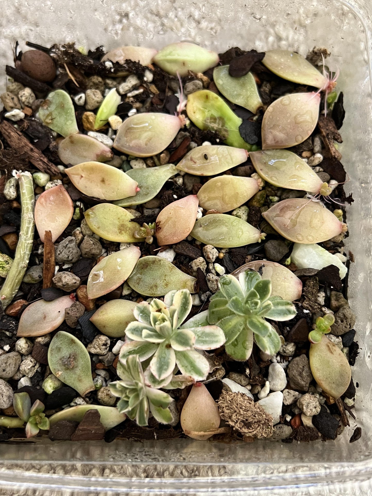 Aeonium Assorted - View 11 from www redcrocus com