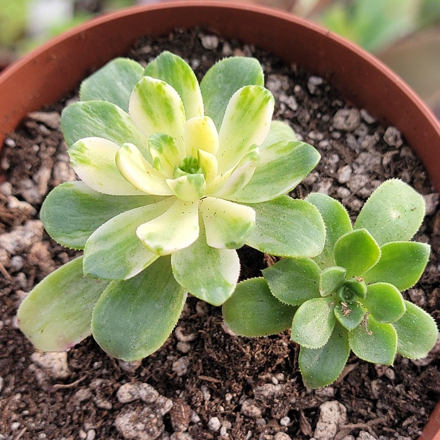 Aeonium Assorted - View 12 from www redcrocus com