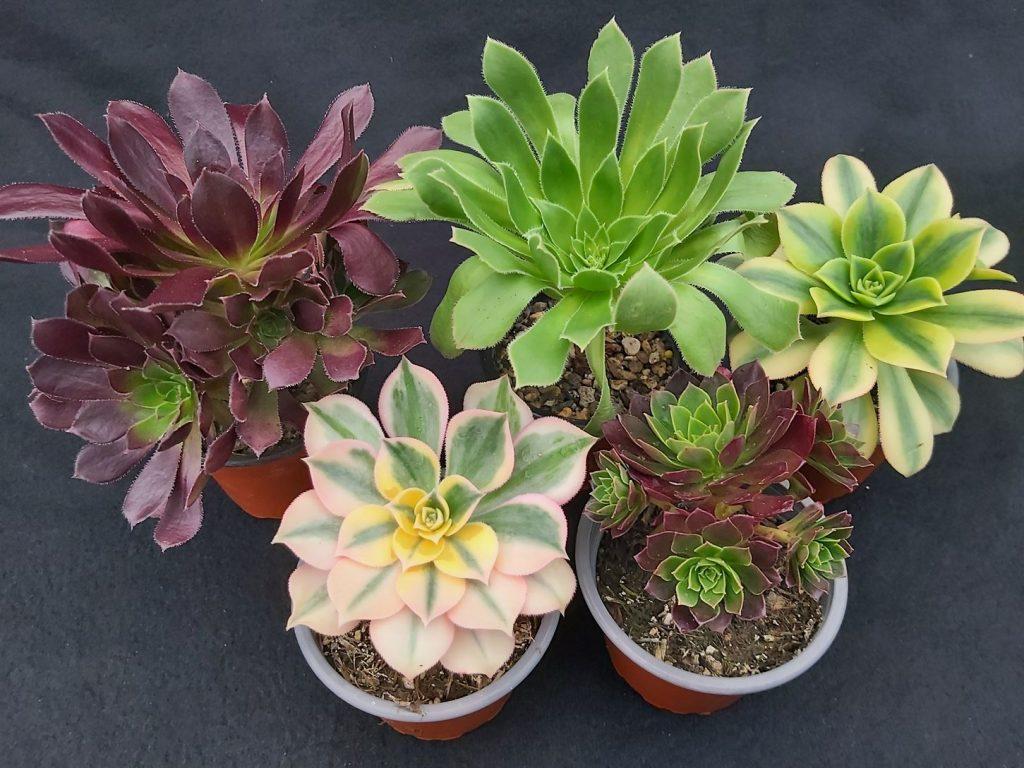 Aeonium Assorted - View 13 from www redcrocus com