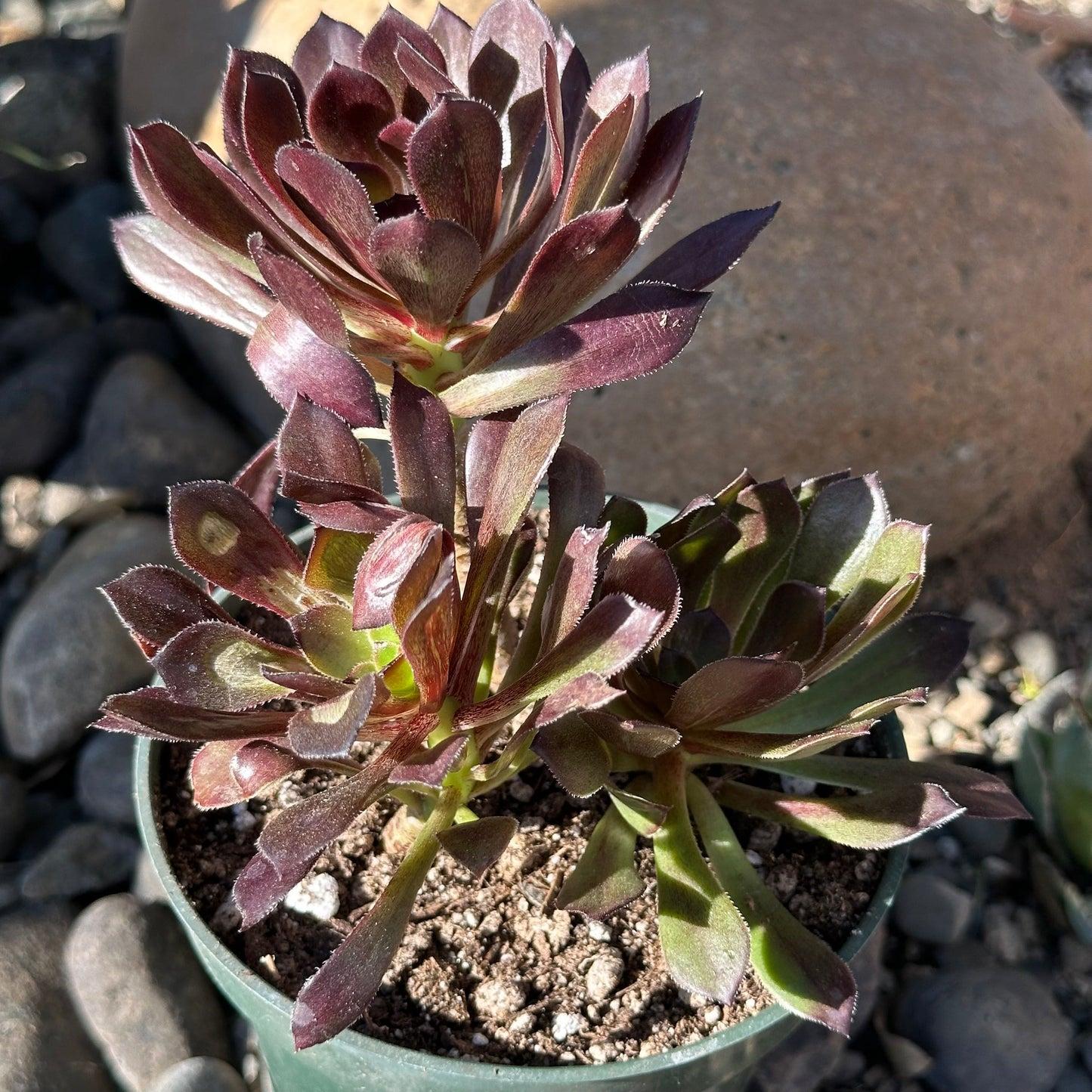 Aeonium Assorted - View 14 from www redcrocus com
