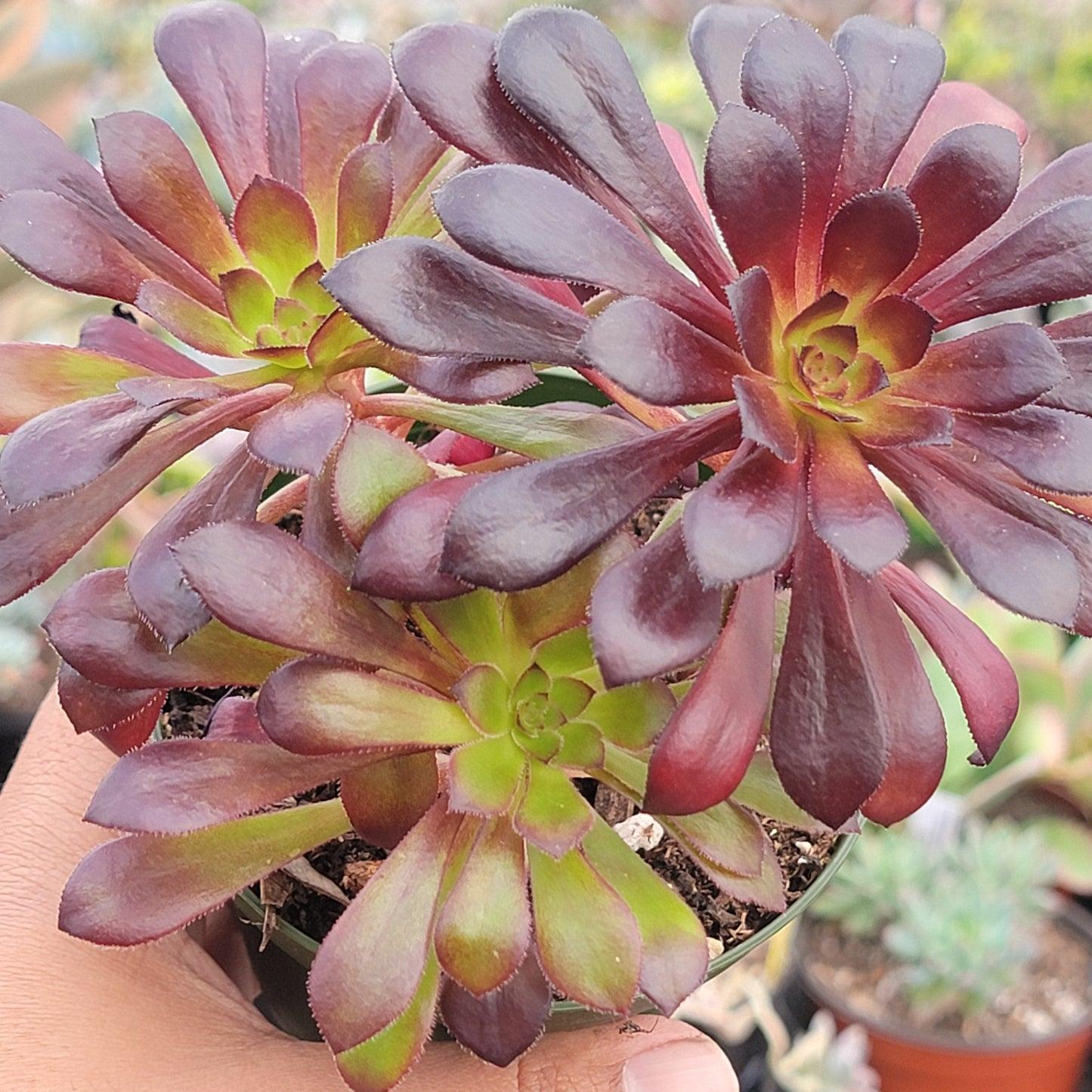 Aeonium Assorted - View 15 from www redcrocus com