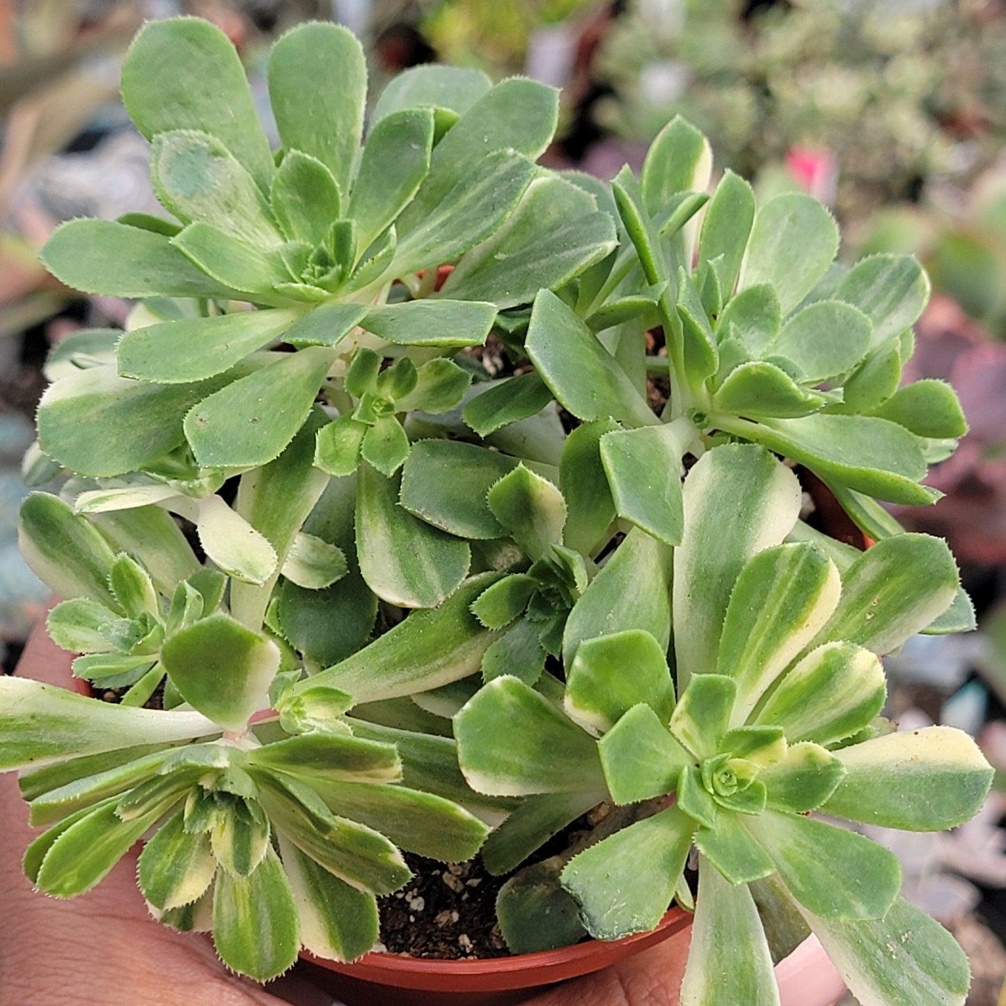 Aeonium Assorted - View 16 from www redcrocus com