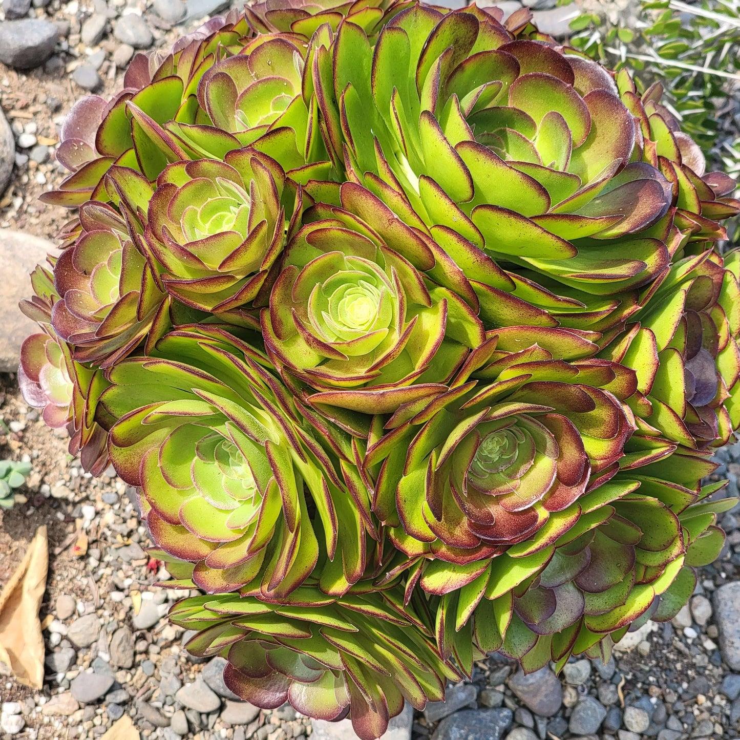 Aeonium Assorted - View 17 from www redcrocus com