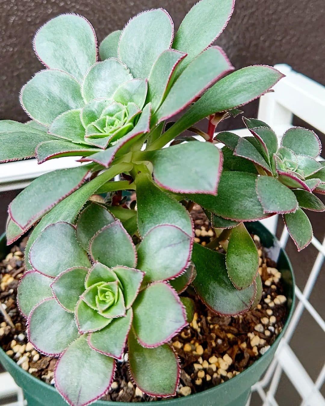 Aeonium Assorted - View 19 from www redcrocus com