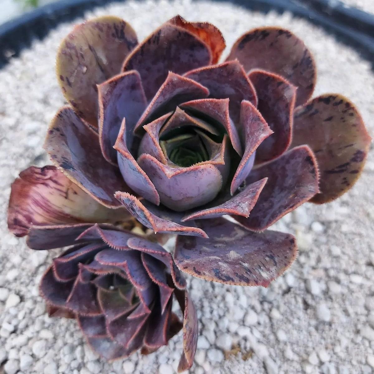 Aeonium Assorted - View 20 from www redcrocus com