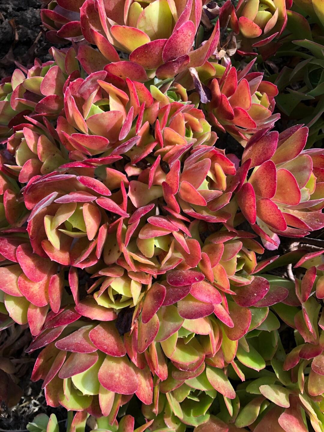 Aeonium Assorted - View 2 from www redcrocus com