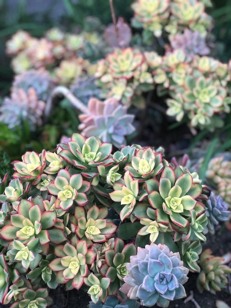 Aeonium Assorted - View 3 from www redcrocus com