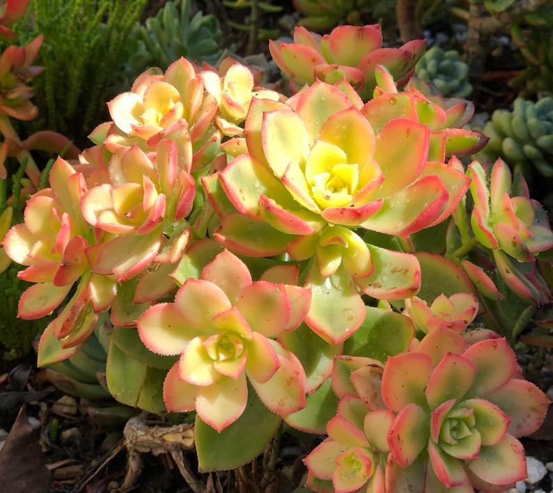 Aeonium Assorted - View 4 from www redcrocus com