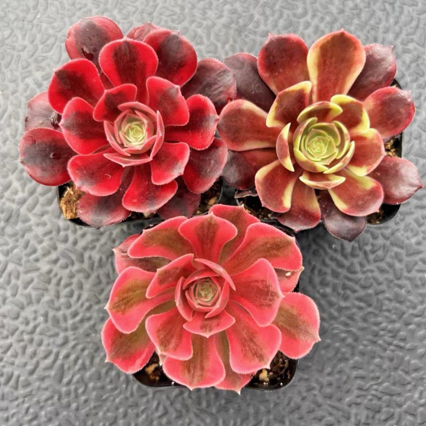 Aeonium Assorted - View 5 from www redcrocus com
