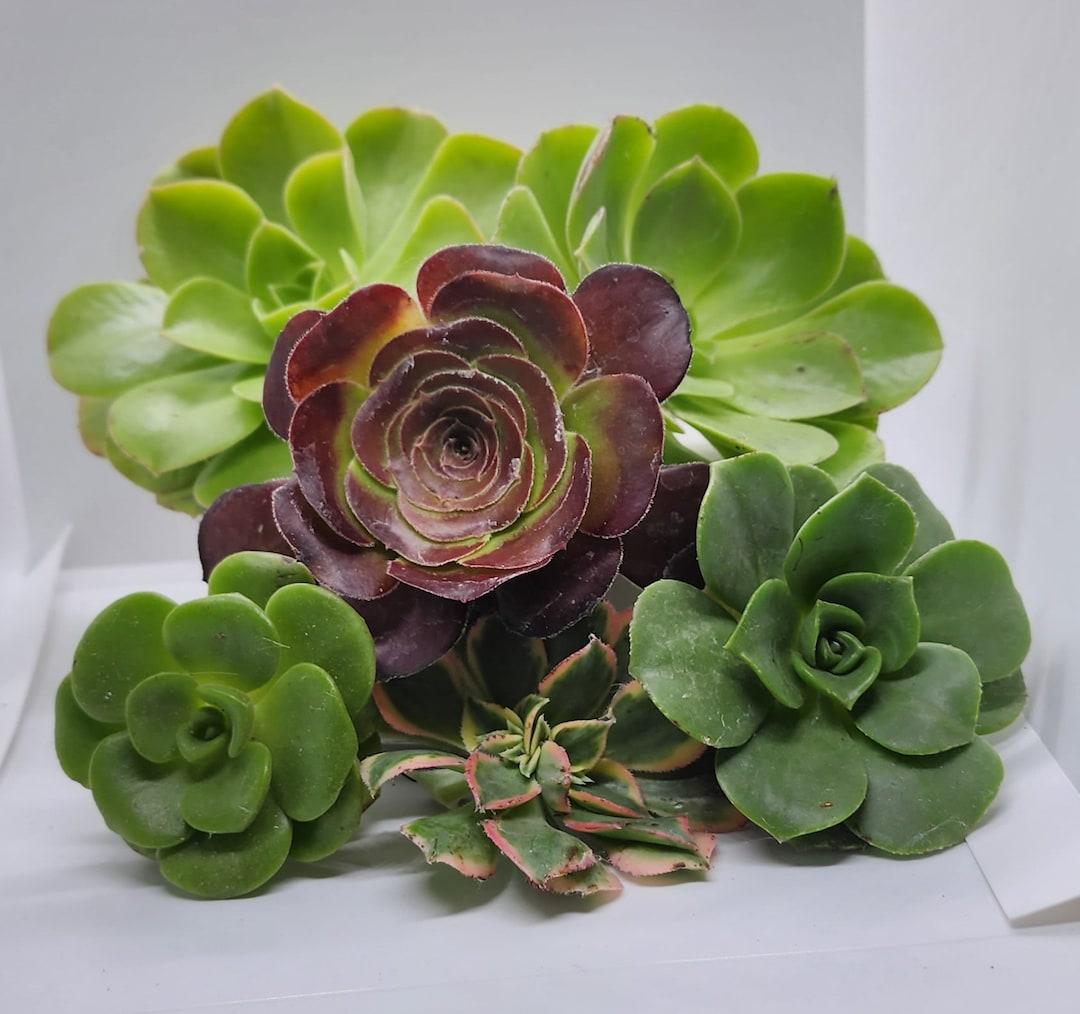 Aeonium Assorted - View 6 from www redcrocus com